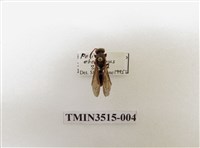 藏品(中華長腳蜂)的圖片